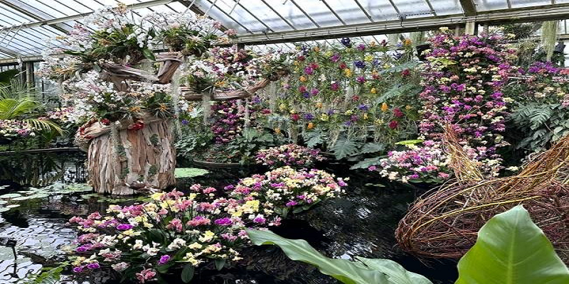 Rare and Exotic Orchid Species